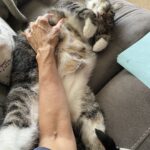Teryl Rothery Instagram – Ohhh to be in this blissful peace. Not a care in the world. 😍

#acatslife #peaceful #loved #innocence
