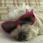 Tetona Jackson Instagram - My sweet sweet Chanel. My first baby. My best friend. Happy 7th birthday! Thank you for being the sweetest most loving pup to me and Harlie. For being so patient and gentle with Harlie even when she’s smothering you to death. For always protecting us. And for always putting a smile in our faces. We love you Chanelie💖 Happy Birthday 🎂