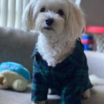 Tetona Jackson Instagram - My sweet sweet Chanel. My first baby. My best friend. Happy 7th birthday! Thank you for being the sweetest most loving pup to me and Harlie. For being so patient and gentle with Harlie even when she’s smothering you to death. For always protecting us. And for always putting a smile in our faces. We love you Chanelie💖 Happy Birthday 🎂