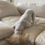 Tetona Jackson Instagram - My sweet sweet Chanel. My first baby. My best friend. Happy 7th birthday! Thank you for being the sweetest most loving pup to me and Harlie. For being so patient and gentle with Harlie even when she’s smothering you to death. For always protecting us. And for always putting a smile in our faces. We love you Chanelie💖 Happy Birthday 🎂