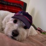 Tetona Jackson Instagram - My sweet sweet Chanel. My first baby. My best friend. Happy 7th birthday! Thank you for being the sweetest most loving pup to me and Harlie. For being so patient and gentle with Harlie even when she’s smothering you to death. For always protecting us. And for always putting a smile in our faces. We love you Chanelie💖 Happy Birthday 🎂
