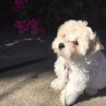 Tetona Jackson Instagram - My sweet sweet Chanel. My first baby. My best friend. Happy 7th birthday! Thank you for being the sweetest most loving pup to me and Harlie. For being so patient and gentle with Harlie even when she’s smothering you to death. For always protecting us. And for always putting a smile in our faces. We love you Chanelie💖 Happy Birthday 🎂