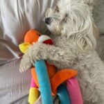 Tetona Jackson Instagram - My sweet sweet Chanel. My first baby. My best friend. Happy 7th birthday! Thank you for being the sweetest most loving pup to me and Harlie. For being so patient and gentle with Harlie even when she’s smothering you to death. For always protecting us. And for always putting a smile in our faces. We love you Chanelie💖 Happy Birthday 🎂