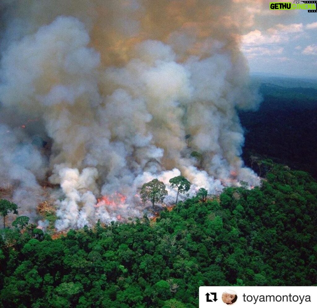 Thelma Madrigal Instagram - #Repost @toyamontoya ・・・ SI ESTO ESTÁ PASANDO ! SI ES ATERRADOR - A todos los interesados, abrumados que quieren enterarse cómo ayudar que se puede hacer que mitigue, que regenere, acá va una lista de gente muy seria con mucha experiencia en la conservación Amazónica- contactarlos, apoyarlos informarnos. Que no se quede esto en un post, en un instastory o en un😱 Estas son las ong en Colombia: WWF, The Nature Conservancy, Conservación Internacional, Fundacion Tropenbos, Amazon Conservation Team, Gaia Amazonas, Fundacion Puerto Rastrojo, Wildlife Conservation Society (WCS), Fundacion para la Conservacion y el Desarrollo Sostenible, Fundacion Natura, Etnollano en el Area del cooredor AAA: Instituto Socioambiental (Brasil), Instituto de Pesquisa e Formação Indígena (Brasil), Fundacion Gaia (COLOMBIA), ECOCIENCIA (Ecuador), Naturaleza y Cultura (Ecuador), Wataniba (Venezuela), Instituto del Bien Comun (Peru), Sociedad Peruana de Derecho Ambiental (Peru), Guyana Society for Biodiversity and Ecosystems (Guyana) @gaiaamazonas @margomezsoto @carocarohv @habitat.sur @quiasma #repost @organizmo_design_build