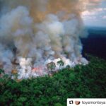 Thelma Madrigal Instagram - #Repost @toyamontoya ・・・ SI ESTO ESTÁ PASANDO ! SI ES ATERRADOR - A todos los interesados, abrumados que quieren enterarse cómo ayudar que se puede hacer que mitigue, que regenere, acá va una lista de gente muy seria con mucha experiencia en la conservación Amazónica- contactarlos, apoyarlos informarnos. Que no se quede esto en un post, en un instastory o en un😱 Estas son las ong en Colombia: WWF, The Nature Conservancy, Conservación Internacional, Fundacion Tropenbos, Amazon Conservation Team, Gaia Amazonas, Fundacion Puerto Rastrojo, Wildlife Conservation Society (WCS), Fundacion para la Conservacion y el Desarrollo Sostenible, Fundacion Natura, Etnollano en el Area del cooredor AAA: Instituto Socioambiental (Brasil), Instituto de Pesquisa e Formação Indígena (Brasil), Fundacion Gaia (COLOMBIA), ECOCIENCIA (Ecuador), Naturaleza y Cultura (Ecuador), Wataniba (Venezuela), Instituto del Bien Comun (Peru), Sociedad Peruana de Derecho Ambiental (Peru), Guyana Society for Biodiversity and Ecosystems (Guyana) @gaiaamazonas @margomezsoto @carocarohv @habitat.sur @quiasma #repost @organizmo_design_build