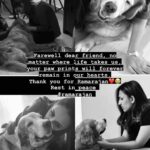 Thivya Naidu Instagram – Rest in peace Foxxy boy❤️

#purvaramarajan
