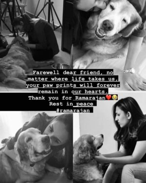 Thivya Naidu Instagram - Rest in peace Foxxy boy❤️

#purvaramarajan