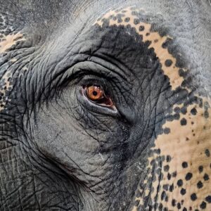 Thivya Naidu Instagram - Couldn’t face Lord Ganesha today😢
Each and everytime we believed that maybe somewhere in the corner of this world “Humanity” do exists, they proved us wrong !

Forgive us Lord 🙏 Forgive us 🙏 
#heartwrenching #pregnantelephantkilled #sorryasahuman