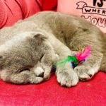 Thomas Beatie Instagram - A little girl’s paradise: Kitty Cafe! She was irresistable with the perfume of her tuna sandwich! 😍😺☕️🥪 Le paradis d'une petite fille: Kitty Cafe! Elle était irrésistible avec le parfum de son sandwich au thon!