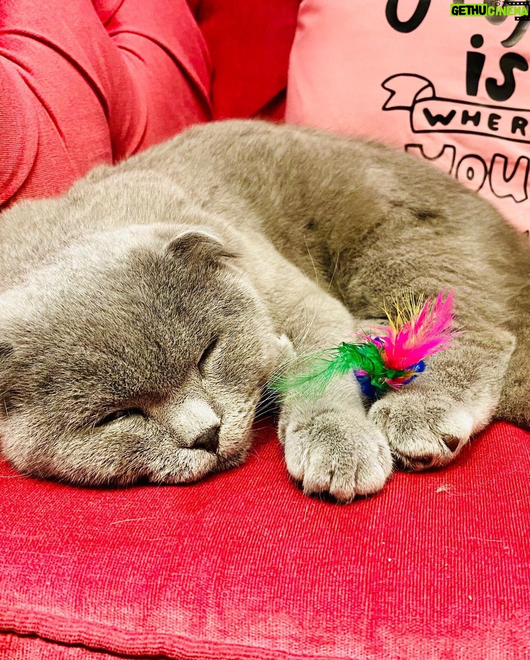 Thomas Beatie - 795 Likes - A little girl’s paradise: Kitty Cafe! She was irresistable with the perfume of her tuna sandwich! 😍😺☕️🥪 Le paradis d'une petite fille: Kitty Cafe! Elle était irrésistible avec le parfum de son sandwich au thon!