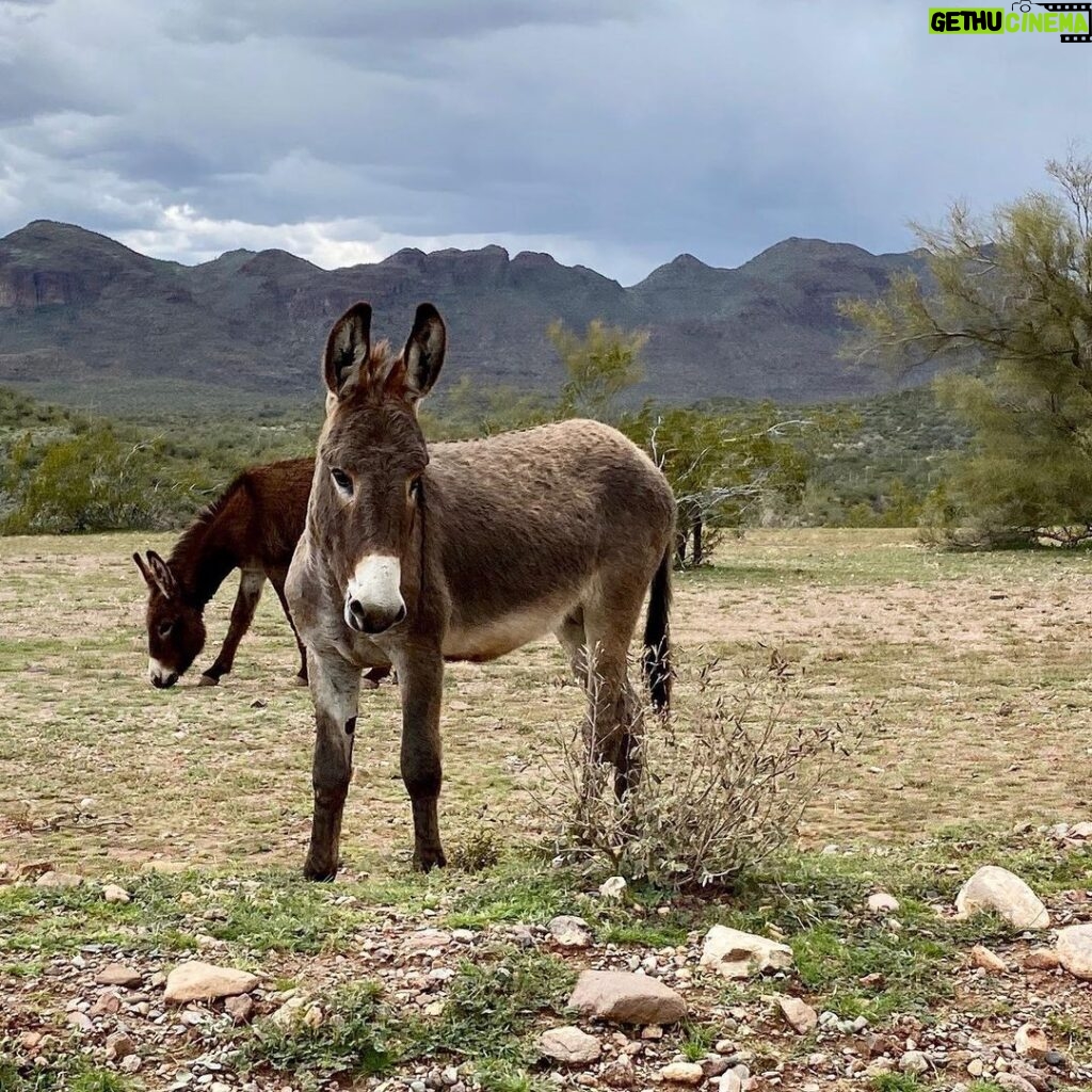 Thomas Beatie Instagram - Look at my sweet ass out in the wild. 🎥 Donkeys came out of nowhere on set while filming a commercial. Lake Pleasant, Arizona