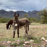 Thomas Beatie Instagram – Look at my sweet ass out in the wild. 🎥 Donkeys came out of nowhere on set while filming a commercial. Lake Pleasant, Arizona