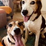 Tiago Careto Instagram - Bom domingo para vocês 🐶🐶 nós vamos passear, prometeram-nos mergulhos e tudo, aproveitem também ☺️ Pedrógão Grande