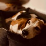 Tiago Careto Instagram - “O céu não é azul? Estou confusa!!!” 🐶 Cascais