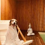 Tiago Careto Instagram - Recebi agora estas fotografias. Elas fizeram birra e resolveram ficar a aproveitar um espaço que respeita os animais de estimação e lhes permite usufruir de todos os serviços. Entre o spa, o quarto e o restaurante elas vivem felizes e contentes 😍 e um staff muito especial, com o coração no sítio certo! Obrigado por todo o carinho e cuidado como cuidaram de nós ❤️ voltamos em breve. @quintadopedregal @quintadopedregal_restaurante @bernardorgoncalves Quinta do Pedregal Hotel & SPA