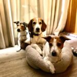 Tiago Careto Instagram - Com tanto trabalho nas últimas semanas acabaram por ter menos atenção dos donos. Quando pensámos nestes dias o único desejo era encontrar um hotel onde elas pudessem estar connosco e desfrutar dos donos durante todo o dia. Fazemos tudo por elas e a @quintadopedregal faz o resto. Elas estão felizes e contentes e nós também 👬🏽🐶🐶🐶🤍 Quinta do Pedregal Hotel & SPA