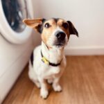 Tiago Careto Instagram - Hoje é dia de limpezas. Já aspirei, lavei, fiz máquinas de roupa e lambi umas migalhas. Tudo a limpar as casas seus calões 🐶