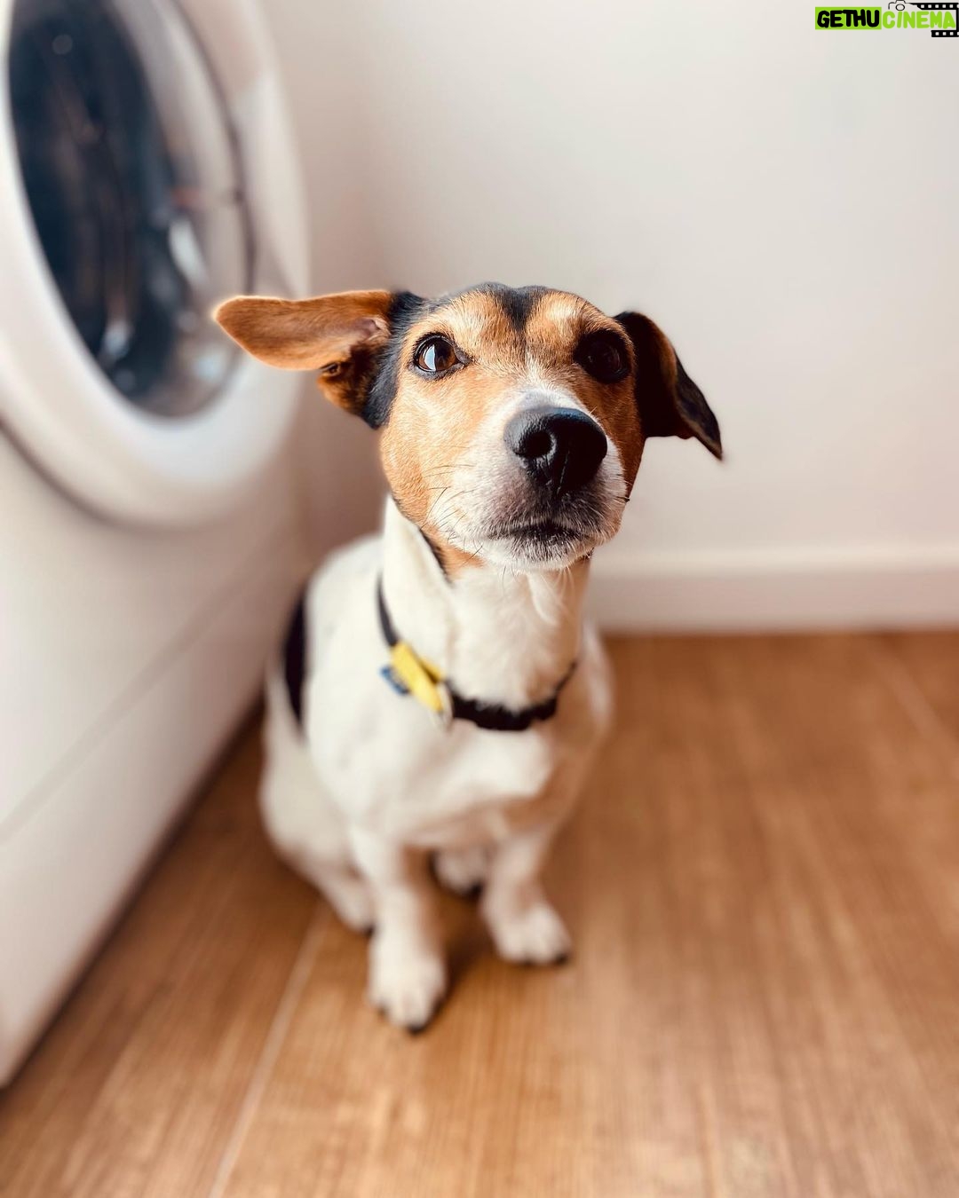 Tiago Careto Instagram - Hoje é dia de limpezas. Já aspirei, lavei, fiz máquinas de roupa e lambi umas migalhas. Tudo a limpar as casas seus calões 🐶