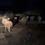 Tiago Careto Instagram - Hoje o Alentejo levou-nos até ao Sr. António. ✨🏡 Ao final da tarde, já estava de noite, percebemos que não tínhamos mais lenha e fomos perguntar aos vizinhos. Encontrámos uma Sra. que nos disse que a caminho de Ourique existe uma pequena aldeia onde vive um Sr. que vende lenha e deu-nos o contacto. Ligámos e a conversa ao telefone foi deliciosa porque a morada não existe no GPS e acabámos por demorar algum tempo até encontrarmos o Sr. António que estava à nossa espera com um sorriso de orelha a orelha à porta de um mini mercado. Pediu-nos mais dois minutos para ir buscar a carrinha com a comida para os seus animais, visto que ia connosco ao terreno para comprarmos lenha e aproveitava e tratava logo deles. Escusava de fazer outra viagem. Num escuro imenso e num silêncio profundo lá fomos por caminhos de terra batida que pareciam infindáveis até ao terreno do Sr. António. Conversámos muito. Enquanto carregávamos e pesávamos a lenha falámos sobre a vida, o barulho, o silêncio, a paz, os animais, a natureza, o infinito dos montes, a calmia da noite. Sobre a sorte e o facto de nos termos encontrado e estarmos os três de noite às gargalhadas no cimo do monte rodeados de animais e a ver a aldeia no meio da escuridão. “Eu gosto de viver aqui. Aqui eu vivo no silêncio e faço barulho quando quero. Vocês vivem no barulho e não encontram silêncio quando querem. Isso não é para mim. O verdadeiro silêncio só existe aqui.” [Sr. António] Foi delicioso. Obrigado Sr. António. Foi a forma perfeita de acabar o ano. Foi uma conversa mesmo bonita e fica a promessa de que voltaremos em breve. Ah e no regresso percebemos que vínhamos com selos nos sapatos 😂 um bom presságio para 2023! ✌️🍃🤍 #alentejo