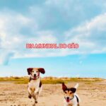 Tiago Careto Instagram – Sabias que se a Mukas, a Nuba e a Ziva não existissem na minha vida eu não seria tão feliz? Hoje é o Dia Mundial do Cão, um momento perfeito para aqueles que estão a considerar incorporar um animal de estimação na sua família se perguntarem se o seu estilo de vida é compatível com as responsabilidades de o ter. Porque antes de tomarmos uma decisão tão importante, temos de nos certificar de que podemos proporcionar-lhes tudo o que precisam para crescerem saudáveis e felizes, para lhes devolvermos tudo o que nos trazem.
 
#PrimeirasVezesRoyalCanin #emcolaboraçãocom @royalcanin_pt @milenar_influence_media