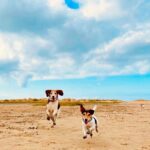 Tiago Careto Instagram – Cadelas felizes, pais felizes ☀️🤩