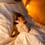 Tiago Careto Instagram - Recebi agora estas fotografias. Elas fizeram birra e resolveram ficar a aproveitar um espaço que respeita os animais de estimação e lhes permite usufruir de todos os serviços. Entre o spa, o quarto e o restaurante elas vivem felizes e contentes 😍 e um staff muito especial, com o coração no sítio certo! Obrigado por todo o carinho e cuidado como cuidaram de nós ❤️ voltamos em breve. @quintadopedregal @quintadopedregal_restaurante @bernardorgoncalves Quinta do Pedregal Hotel & SPA