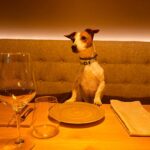 Tiago Careto Instagram - Recebi agora estas fotografias. Elas fizeram birra e resolveram ficar a aproveitar um espaço que respeita os animais de estimação e lhes permite usufruir de todos os serviços. Entre o spa, o quarto e o restaurante elas vivem felizes e contentes 😍 e um staff muito especial, com o coração no sítio certo! Obrigado por todo o carinho e cuidado como cuidaram de nós ❤️ voltamos em breve. @quintadopedregal @quintadopedregal_restaurante @bernardorgoncalves Quinta do Pedregal Hotel & SPA