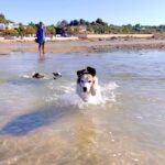 Tiago Careto Instagram - 🌊 Mergulho matinal de hoje na Ria Formosa ☀️🤿🐶 #riaformosa #cacelavelha #praia #portugal #algarve #dogsofinstagram #beagle #jackrussell Cacela Velha