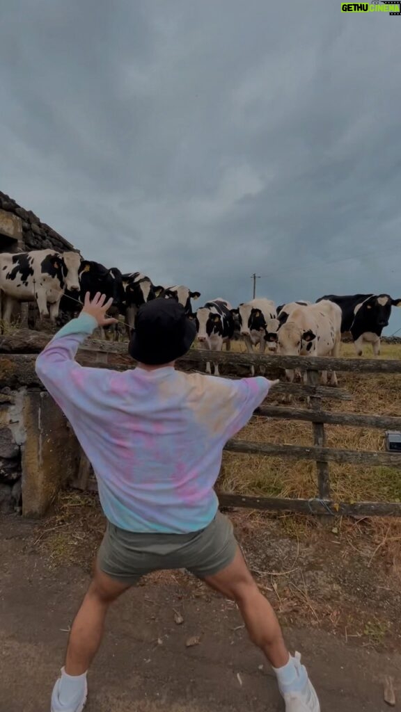 Tiago Careto Instagram - As vacas são sempre um público difícil, mas também merecem ver espectáculos 🐮🤣 Ilha Terceira, Açores