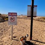 Tiago Careto Instagram - 🌊 Mergulho matinal de hoje na Ria Formosa ☀️🤿🐶 #riaformosa #cacelavelha #praia #portugal #algarve #dogsofinstagram #beagle #jackrussell Cacela Velha