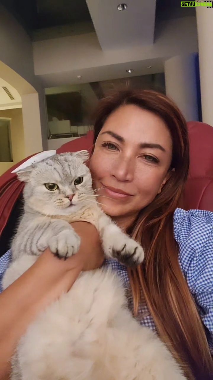 Tiara Jacquelina Instagram - There is an unfounded myth about me favouring Dusty over the other cats - there's no basis for this, and I'm sure you'll agree it's totally not true. She doesn't quite get enough love, kesian her. She might even be suffering from acute neglect, just look at her. Haihhhh. #TJsFurbies #TJsCatDusty #catlover #CatMomLife #CatMom #catsofinstagram #catstagram #mycutecat #scottishfold