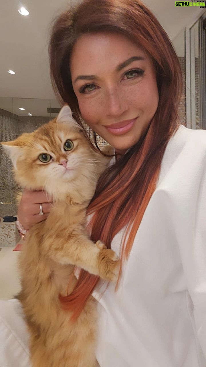 Tiara Jacquelina Instagram - I keep telling my husband, Tangerine speaks - he has full on conversations with me! Goodnight from both of us, sweet dreams π #TJsCatTangerine #MyCat #CatMomLife #CatMom #catlover #britishlonghair #TJsFurbies