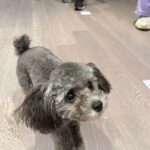Tiffany Young Instagram - 연습실 분위기 메이커 🐾