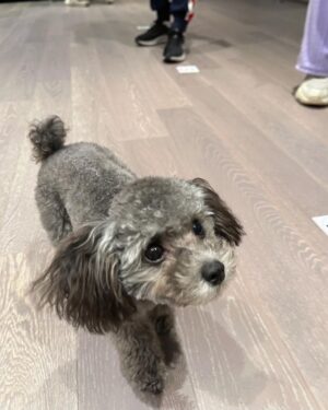 Tiffany Young Instagram - 연습실 분위기 메이커 🐾