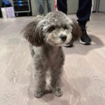 Tiffany Young Instagram - 연습실 분위기 메이커 🐾