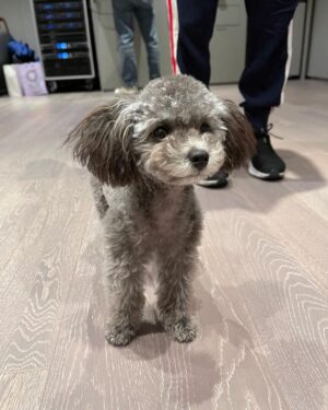 Tiffany Young Instagram - 연습실 분위기 메이커 🐾