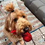 Tim Minchin Instagram - Man bun.