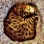 Tim Roth Instagram - Also. Cats.