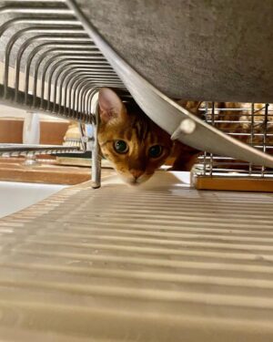 Tim Roth Instagram - Assistant Dishwasher.