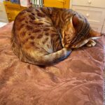 Tim Roth Instagram - Also. Cat Logic.