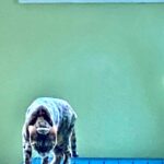 Tim Roth Instagram - Also. Lockdown.