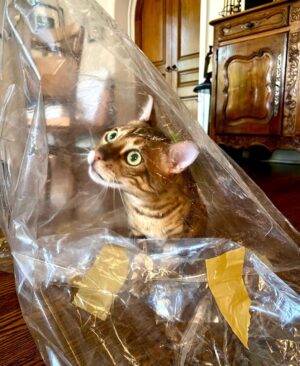 Tim Roth Instagram - Cat in a bag.