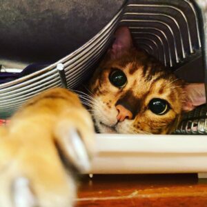 Tim Roth Instagram - Also.
Helping out with the washing up.