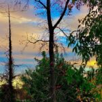 Tim Roth Instagram - Tree time.