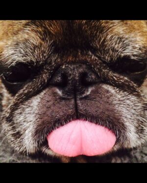 Tim Roth Instagram - Frank the Pug left us today after 15 years of madness and love.
Great run Frank.
RIP.
♥️♥️♥️ 
LOVED!