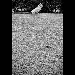 Tim Roth Instagram - Also.
Woof.
