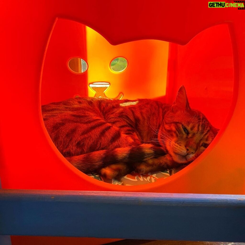 Tim Roth Instagram - Also. Orange Kitty.