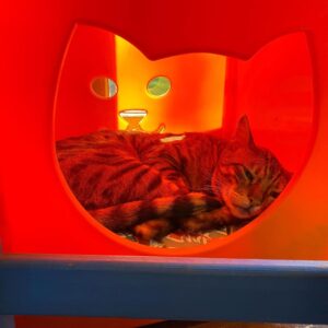 Tim Roth Instagram - Also.
Orange Kitty.