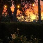 Tim Roth Instagram - Also. California evening. Beautiful in a crazy time.