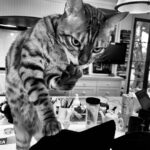 Tim Roth Instagram - Also trouble...